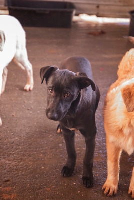 Kiki sucht ein Zuhause zum Spielen, Kuscheln und Quatschmachen, Mischling Welpen - Hündin