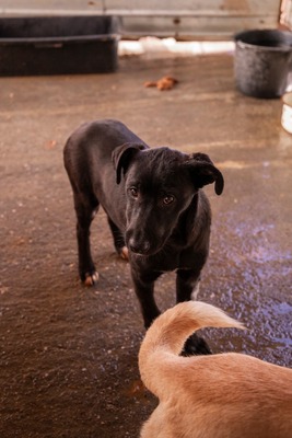 Kiki sucht ein Zuhause zum Spielen, Kuscheln und Quatschmachen, Mischling Welpen - Hündin