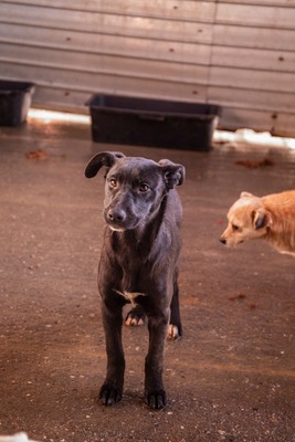 Kiki sucht ein Zuhause zum Spielen, Kuscheln und Quatschmachen, Mischling Welpen - Hündin