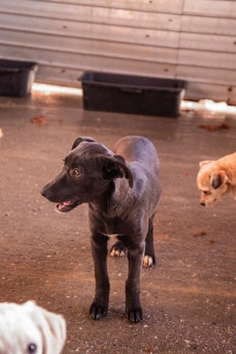 Kiki sucht ein Zuhause zum Spielen, Kuscheln und Quatschmachen, Mischling Welpen - Hündin