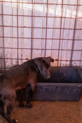 Kiki sucht ein Zuhause zum Spielen, Kuscheln und Quatschmachen, Mischling Welpen - Hündin