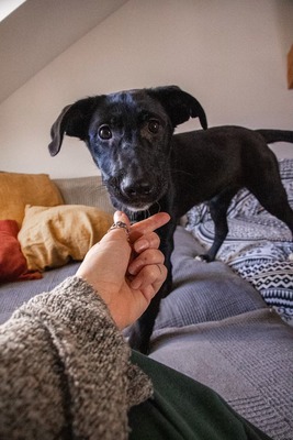 Kiki sucht ein liebevolles Zuhause zum Spielen, Kuscheln und Quatschmachen