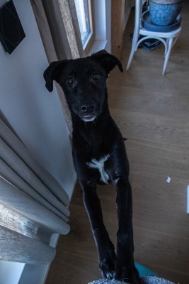 Kiki sucht ein liebevolles Zuhause zum Spielen, Kuscheln und Quatschmachen, Mischling - Hündin