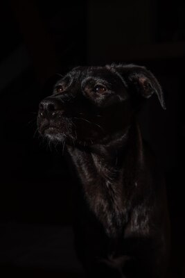 Kiki sucht ein liebevolles Zuhause zum Spielen, Kuscheln und Quatschmachen, Mischling - Hündin