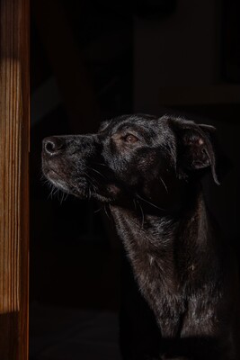 Kiki sucht ein liebevolles Zuhause zum Spielen, Kuscheln und Quatschmachen, Mischling - Hündin