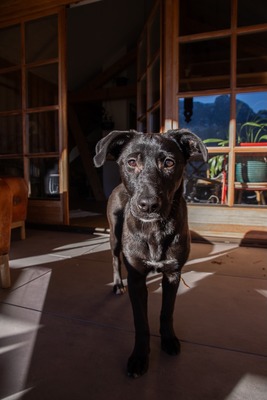 Kiki sucht ein liebevolles Zuhause zum Spielen, Kuscheln und Quatschmachen, Mischling - Hündin