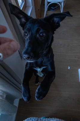 Kiki sucht ein liebevolles Zuhause zum Spielen, Kuscheln und Quatschmachen, Mischling - Hündin