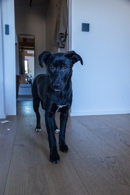 Kiki sucht ein liebevolles Zuhause zum Spielen, Kuscheln und Quatschmachen, Mischling - Hündin