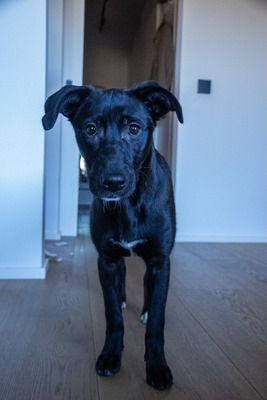 Kiki sucht ein liebevolles Zuhause zum Spielen, Kuscheln und Quatschmachen, Mischling - Hündin