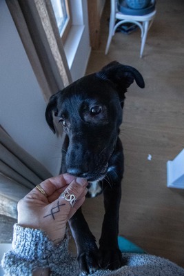 Kiki sucht ein liebevolles Zuhause zum Spielen, Kuscheln und Quatschmachen, Mischling - Hündin