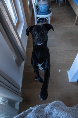 Kiki sucht ein liebevolles Zuhause zum Spielen, Kuscheln und Quatschmachen, Mischling - Hündin