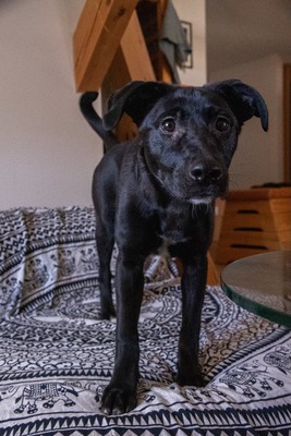 Kiki sucht ein liebevolles Zuhause zum Spielen, Kuscheln und Quatschmachen, Mischling - Hündin