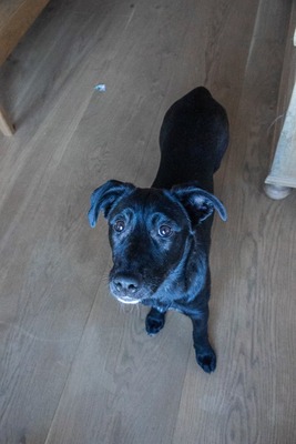 Kiki sucht ein liebevolles Zuhause zum Spielen, Kuscheln und Quatschmachen, Mischling - Hündin