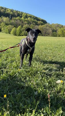 Kiki sucht ein liebevolles Zuhause zum Spielen, Kuscheln und Quatschmachen, Mischling - Hündin