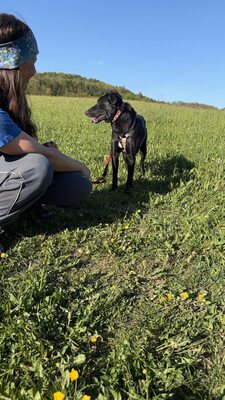 Kiki sucht ein liebevolles Zuhause zum Spielen, Kuscheln und Quatschmachen, Mischling - Hündin