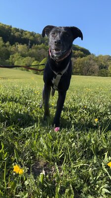 Kiki sucht ein liebevolles Zuhause zum Spielen, Kuscheln und Quatschmachen, Mischling - Hündin