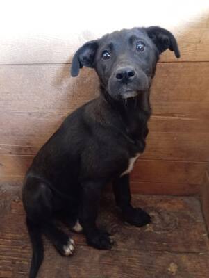 Kiki sucht ein liebevolles Zuhause zum Spielen, Kuscheln und Quatschmachen, Mischling Welpen - Hündin