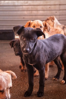 Kiki sucht ein liebevolles Zuhause zum Spielen, Kuscheln und Quatschmachen, Mischling Welpen - Hündin
