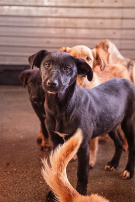 Kiki sucht ein liebevolles Zuhause zum Spielen, Kuscheln und Quatschmachen, Mischling Welpen - Hündin