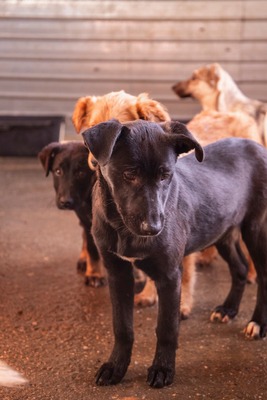 Kiki sucht ein liebevolles Zuhause zum Spielen, Kuscheln und Quatschmachen, Mischling Welpen - Hündin