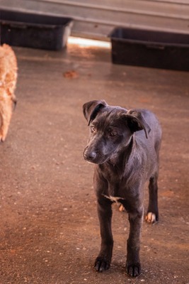 Kiki sucht ein liebevolles Zuhause zum Spielen, Kuscheln und Quatschmachen, Mischling Welpen - Hündin