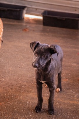 Kiki sucht ein liebevolles Zuhause zum Spielen, Kuscheln und Quatschmachen, Mischling Welpen - Hündin