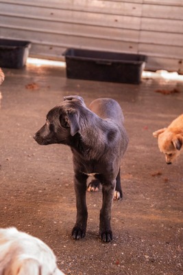 Kiki sucht ein liebevolles Zuhause zum Spielen, Kuscheln und Quatschmachen, Mischling Welpen - Hündin