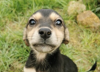 Kikidee, Welpen - Hündin