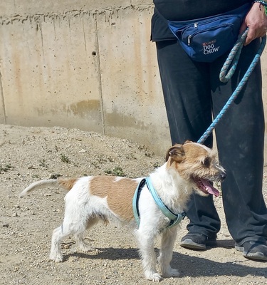 Kiko, Mix - Rüde