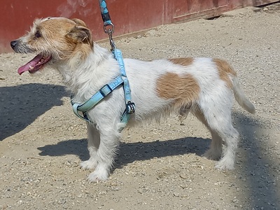 Kiko, Mix - Rüde
