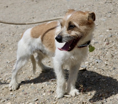 Kiko, Mix - Rüde