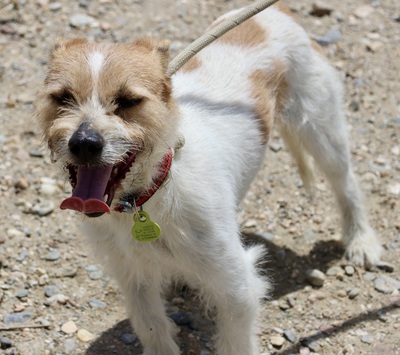 Kiko, Mix - Rüde