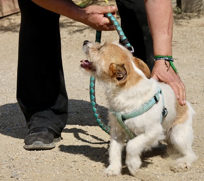 Kiko, Mix - Rüde