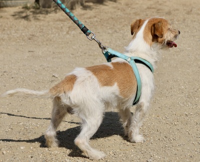 Kiko, Mix - Rüde