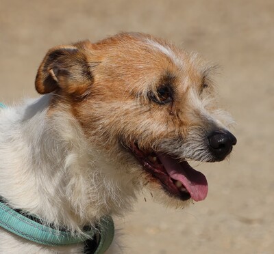 Kiko, Mix - Rüde