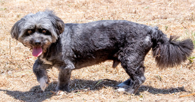 Kiko - ein charmanter Junge, Mischling - Rüde
