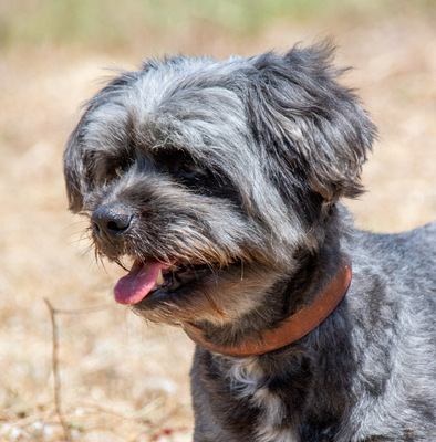 Kiko - ein charmanter Junge, ShiTzu - Pudel - Mix - Rüde