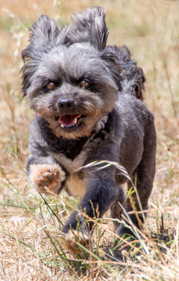 Kiko - ein charmanter Junge, ShiTzu - Pudel - Mix - Rüde