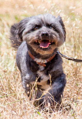 Kiko - ein charmanter Junge, ShiTzu - Pudel - Mix - Rüde