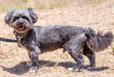 Kiko - ein charmanter Junge, ShiTzu - Pudel - Mix - Rüde