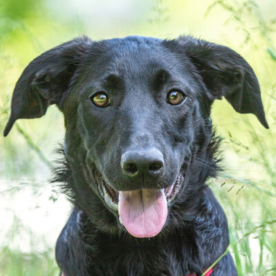 Kim, Labrador-Mix - Hündin