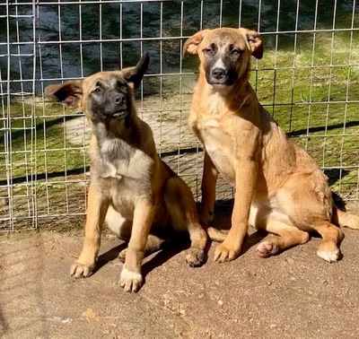 Kim - Zutrauliche Welpendame, ca. 3 Monate, Mischling Welpen - Hündin