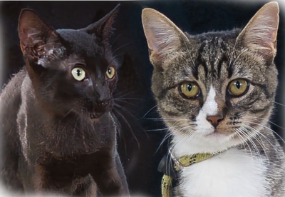 Kim und Kris - zwei Glückskinder, Mix Welpen - Katze