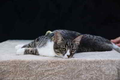 Kim und Kris - zwei Glückskinder, Mix Welpen - Katze