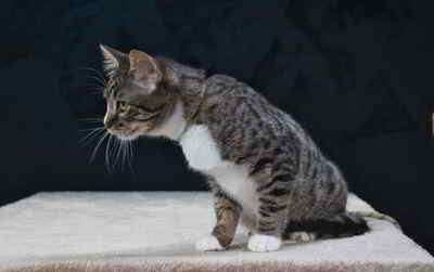 Kim und Kris - zwei Glückskinder, Mix Welpen - Katze