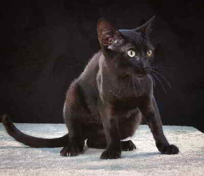 Kim und Kris - zwei Glückskinder, Mix Welpen - Katze