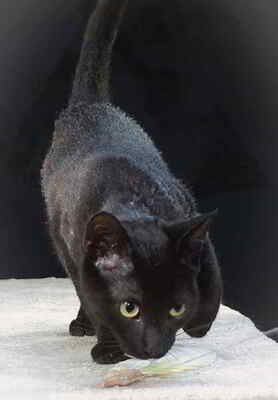 Kim und Kris - zwei Glückskinder, Mix Welpen - Katze