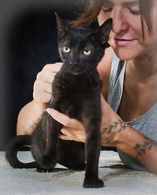 Kim und Kris - zwei Glückskinder, Mix Welpen - Katze