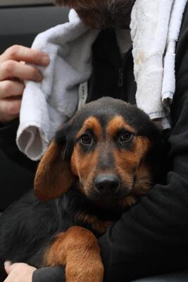 Kimbo, Mischling Welpen - Rüde