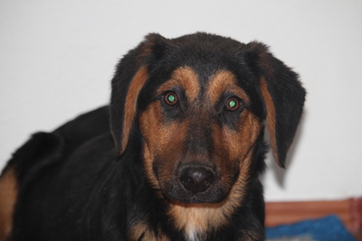 Kimbo, Mischling Welpen - Rüde